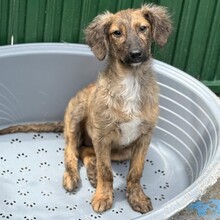 CLIVIA, Hund, Mischlingshund in Rumänien - Bild 10