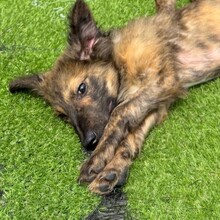 CLIVIA, Hund, Mischlingshund in Rumänien - Bild 2