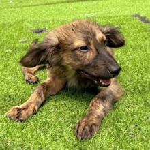 CLIVIA, Hund, Mischlingshund in Rumänien - Bild 3