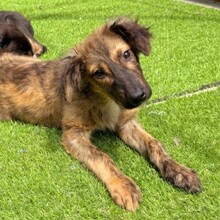 CLIVIA, Hund, Mischlingshund in Rumänien - Bild 4