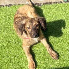 CLIVIA, Hund, Mischlingshund in Rumänien - Bild 6