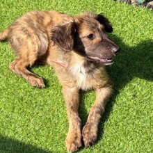 CLIVIA, Hund, Mischlingshund in Rumänien - Bild 7
