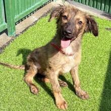 CLIVIA, Hund, Mischlingshund in Rumänien - Bild 8