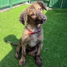CLIVIA, Hund, Mischlingshund in Rumänien - Bild 9