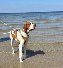 STEVE, Hund, Pointer in Ueckermünde - Bild 1