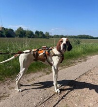STEVE, Hund, Pointer in Ueckermünde - Bild 3
