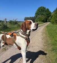 STEVE, Hund, Pointer in Ueckermünde - Bild 4