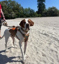 STEVE, Hund, Pointer in Ueckermünde - Bild 6