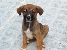 KALA, Hund, Mischlingshund in Rumänien - Bild 1