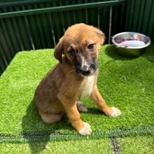 KALA, Hund, Mischlingshund in Rumänien - Bild 2