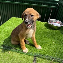 KALA, Hund, Mischlingshund in Rumänien - Bild 3