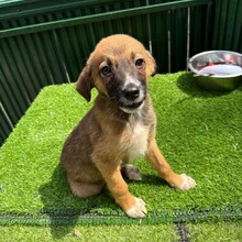 KALA, Hund, Mischlingshund in Rumänien - Bild 4