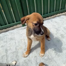 KALA, Hund, Mischlingshund in Rumänien - Bild 5