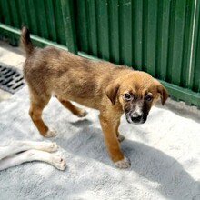 KALA, Hund, Mischlingshund in Rumänien - Bild 6