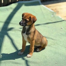 KALA, Hund, Mischlingshund in Rumänien - Bild 7