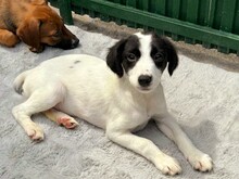 KALINKA, Hund, Mischlingshund in Rumänien - Bild 1