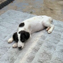 KALINKA, Hund, Mischlingshund in Rumänien - Bild 10