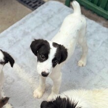 KALINKA, Hund, Mischlingshund in Rumänien - Bild 2