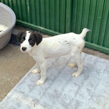 KALINKA, Hund, Mischlingshund in Rumänien - Bild 3