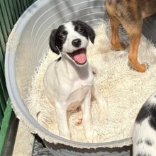KALINKA, Hund, Mischlingshund in Rumänien - Bild 4