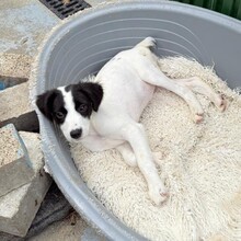 KALINKA, Hund, Mischlingshund in Rumänien - Bild 5