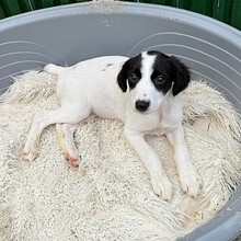 KALINKA, Hund, Mischlingshund in Rumänien - Bild 7