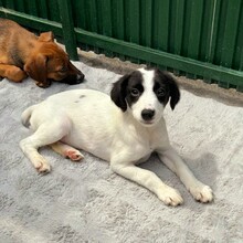 KALINKA, Hund, Mischlingshund in Rumänien - Bild 8