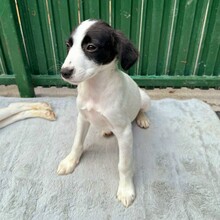 KALINKA, Hund, Mischlingshund in Rumänien - Bild 9
