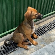 KEITA, Hund, Mischlingshund in Rumänien - Bild 10