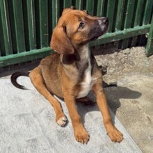 KEITA, Hund, Mischlingshund in Rumänien - Bild 2