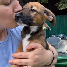 KEITA, Hund, Mischlingshund in Rumänien - Bild 3