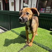 KEITA, Hund, Mischlingshund in Rumänien - Bild 4