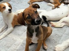 KEITA, Hund, Mischlingshund in Rumänien - Bild 8