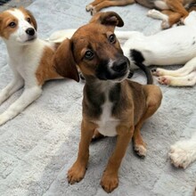 KEITA, Hund, Mischlingshund in Rumänien - Bild 9