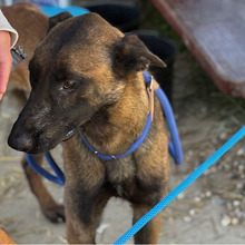 NIK, Hund, Belgischer Schäferhund-Mix in Kroatien - Bild 10