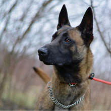 NIK, Hund, Belgischer Schäferhund-Mix in Kroatien - Bild 2