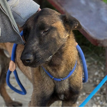 NIK, Hund, Belgischer Schäferhund-Mix in Kroatien - Bild 3