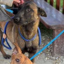 NIK, Hund, Belgischer Schäferhund-Mix in Kroatien - Bild 5