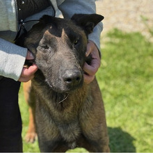NIK, Hund, Belgischer Schäferhund-Mix in Kroatien - Bild 6