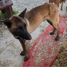NIK, Hund, Belgischer Schäferhund-Mix in Kroatien - Bild 8