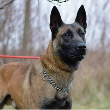 NIK, Hund, Belgischer Schäferhund-Mix in Kroatien - Bild 9