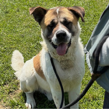 DON, Hund, Bernhardiner-Mix in Kroatien - Bild 1
