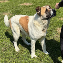 DON, Hund, Bernhardiner-Mix in Kroatien - Bild 10