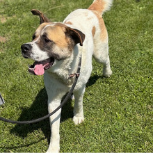 DON, Hund, Bernhardiner-Mix in Kroatien - Bild 3