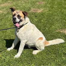 DON, Hund, Bernhardiner-Mix in Kroatien - Bild 4