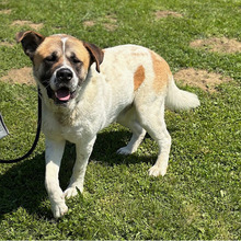 DON, Hund, Bernhardiner-Mix in Kroatien - Bild 5