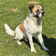 DON, Hund, Bernhardiner-Mix in Kroatien - Bild 6