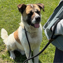 DON, Hund, Bernhardiner-Mix in Kroatien - Bild 7