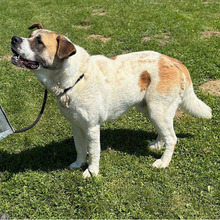 DON, Hund, Bernhardiner-Mix in Kroatien - Bild 8