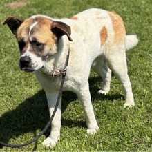 DON, Hund, Bernhardiner-Mix in Kroatien - Bild 9